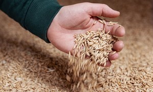 Felleskjøpet tydeliggjør markedsregulatorrollen for korn