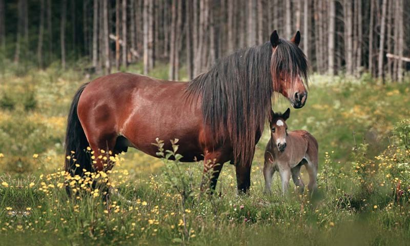 Slik får du grovfôret til å vare lenger