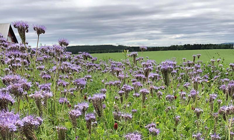 Doblet salget av fangvekster