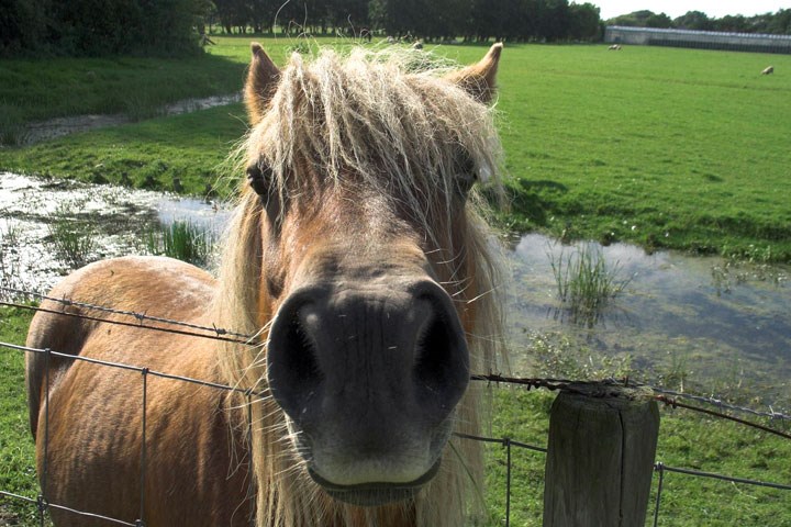 Ponni på beite med mulen opp i kameraet