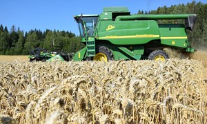 Ber om styrket satsing på hvete i årets jordbruksforhandlinger