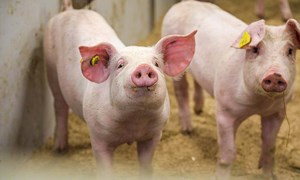 Tar vare på bondens økonomi og grisens velferd