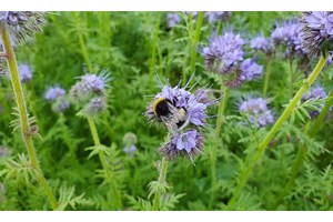 Etablering av fangvekster må tilpasses sesongen