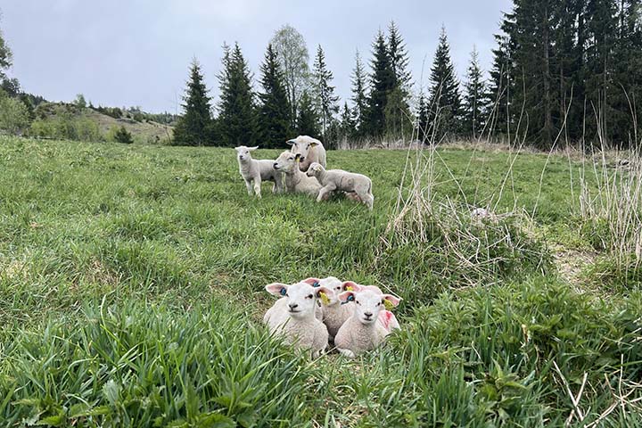 720x480 Sauer og trillinglam p&aring; beite.jpg