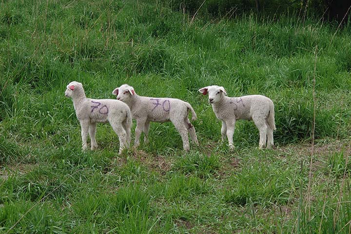 720x480 Trillinglam p&aring; beite.jpg