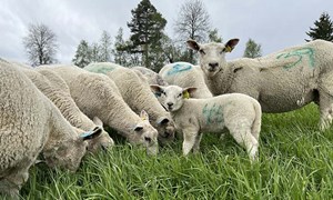 God vårtilvekst for lam med godt grovfôr og Formel Sau Låg