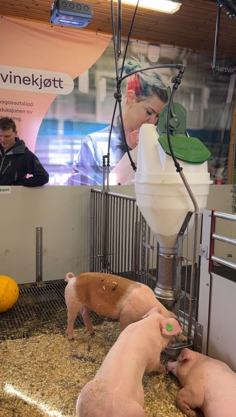 Pro Grow kamerveiing av gris