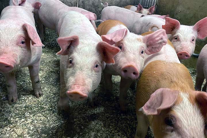 Spiser seg store på gjær fra norske grantrær