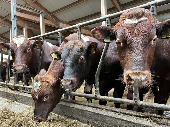 720x540 NRF okser.jpg