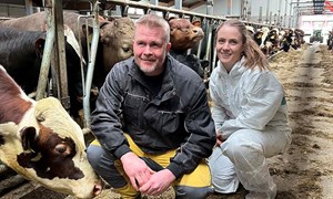 Rask tilvekst med god fôrrstrategi på NRF-okser