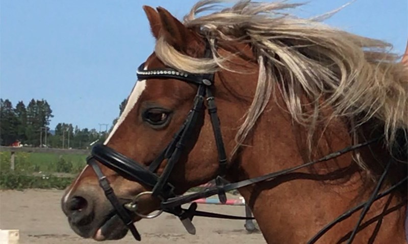 Ponni med hodelag av lær