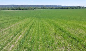 Effektive metoder mot nematoder i korn