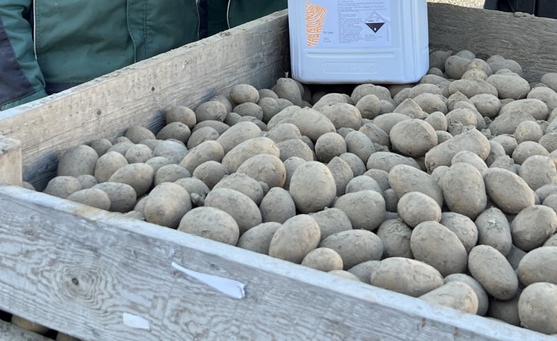 Potetkasse med Solatrel