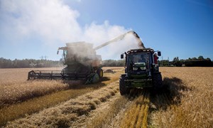 November-prognosen: Mindre korn enn forventet