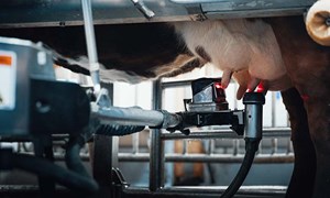 Mer betalt for protein i melka – hva betyr det for fôringa?