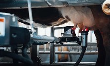 Mer betalt for protein i melka – hva betyr det for fôringa?