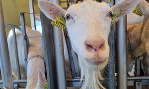 Felleskjøpet lanserer nytt geitefôr etter lovende forsøk