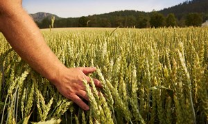 Pilotbønder skal teste ut mer bærekraftig korndyrking