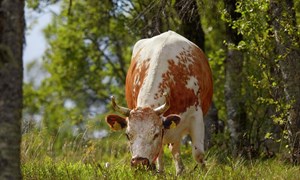 Fôring rundt kalving – verdt å gjøre