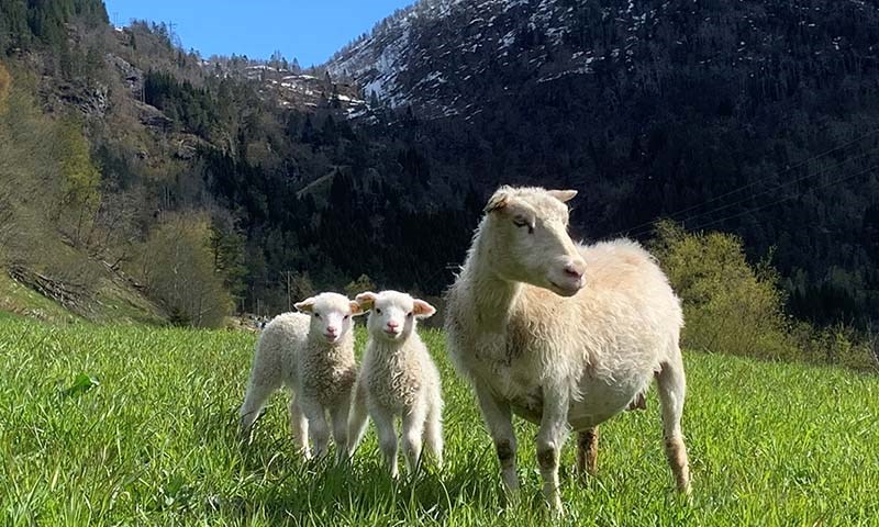 Godt vårbeite er viktig for gode lammevekter