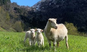 Godt vårbeite er viktig for gode lammevekter