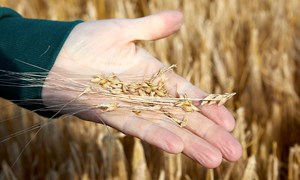 Flere nordmenn spiser bygg – og det trengs som aldri før