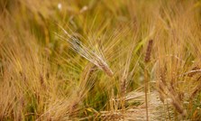 Byggavlingen noe ned – fortsatt ubalanse i kornmarkedet