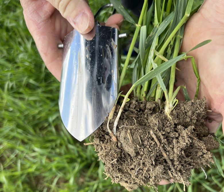 Spadestikk med kornplanter