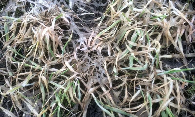  Sprøyting om høsten med Delaro reduserer risikoen for overvintringssopp