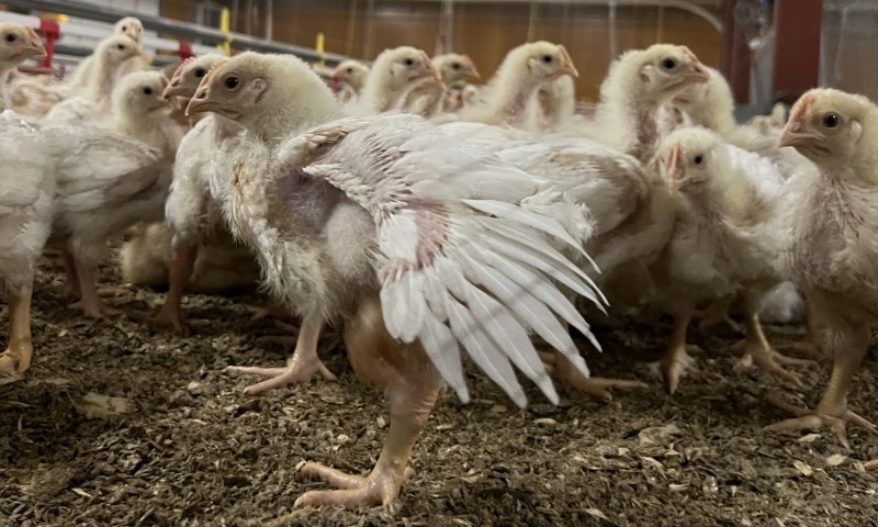 Første feltforsøk med ny sakterevoksende kylling