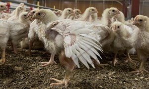 Første feltforsøk med ny sakterevoksende kylling