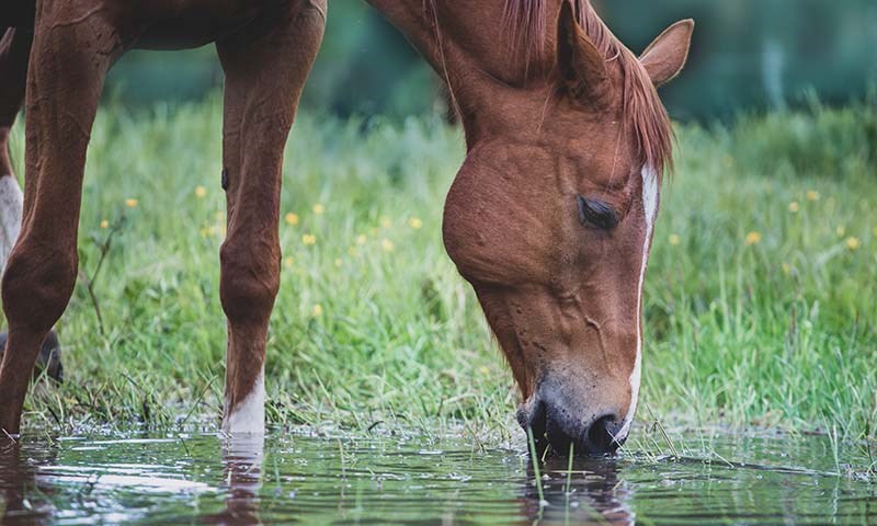 Trenger hesten elektrolytter?