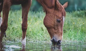 Trenger hesten elektrolytter?