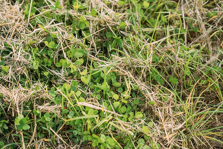 720x480 Fangvekster.jpg