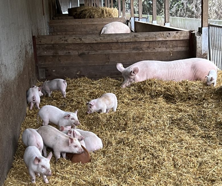 Utegris sm&aring;gris og purker i halmen