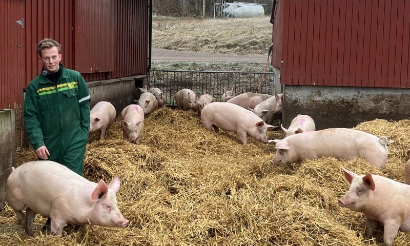 Mann med utegris i halm