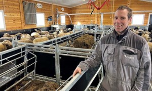 Bygde nytt sauefjøs i tre med storbingeløysing