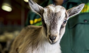 Formel Geit – velg rett kraftfôr som passer til ditt grovfôr