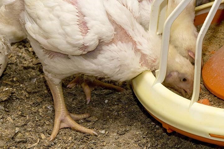 Bransjesamarbeid reduserer soya i kyllingfôret med 75 prosent