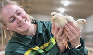 Gårdsdrøm ble tre kyllinghus på Ytterøy