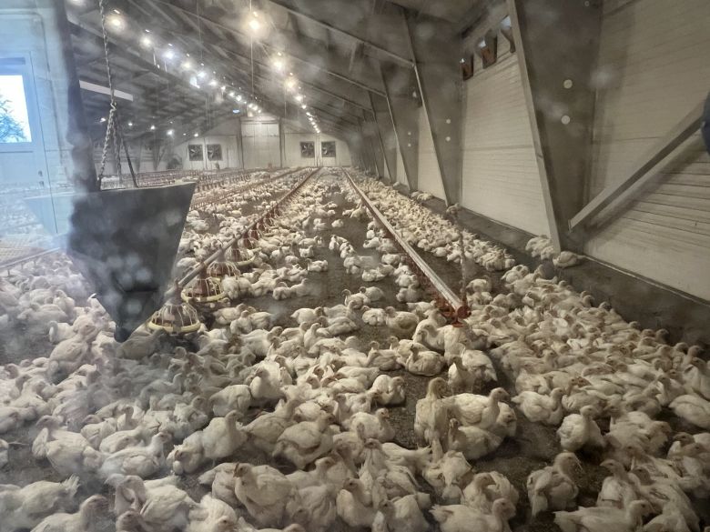 IMG_2621 store kyllinger.jpg