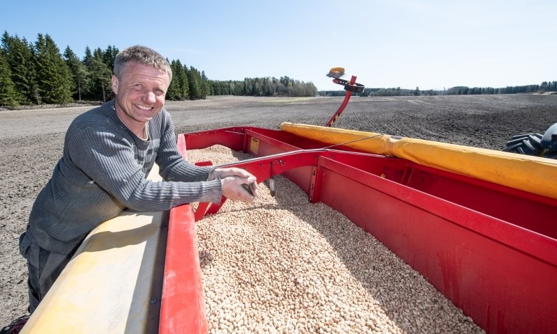 Bonde lent over såkasse med åkerbønder.