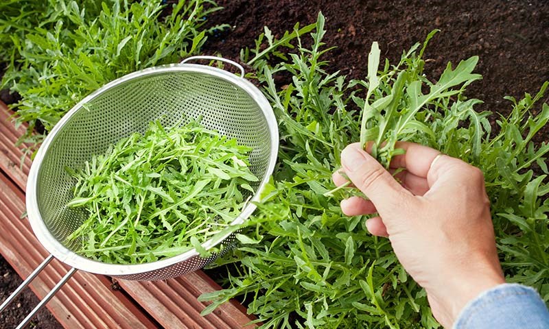 Hender som plukke rruccola fra pallekarm