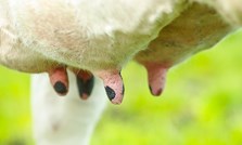 Formel Profet Beite – kraftfôr for økt mjølkefett i beitesesongen