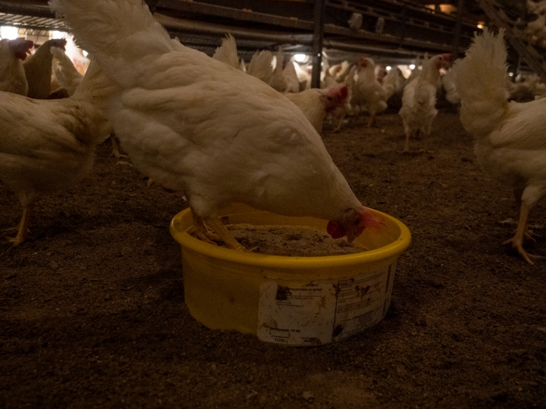 780 peckstone PANA4171.jpg