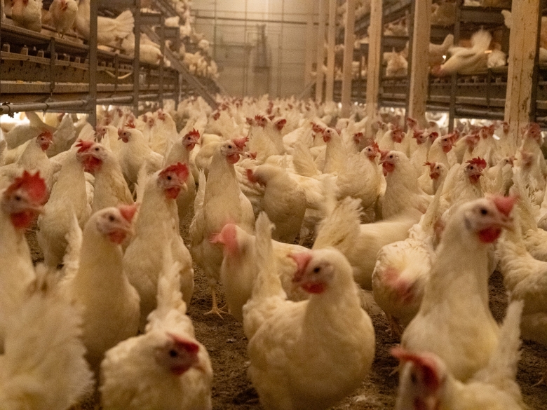 780JEVNT LYS PANA4081.jpg