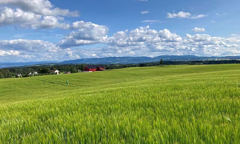 Vårkorn 2026 - velg riktig vårkornsort 