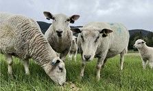 Tidlig beiteslipp og støttefôring med Formel Stor Pellets