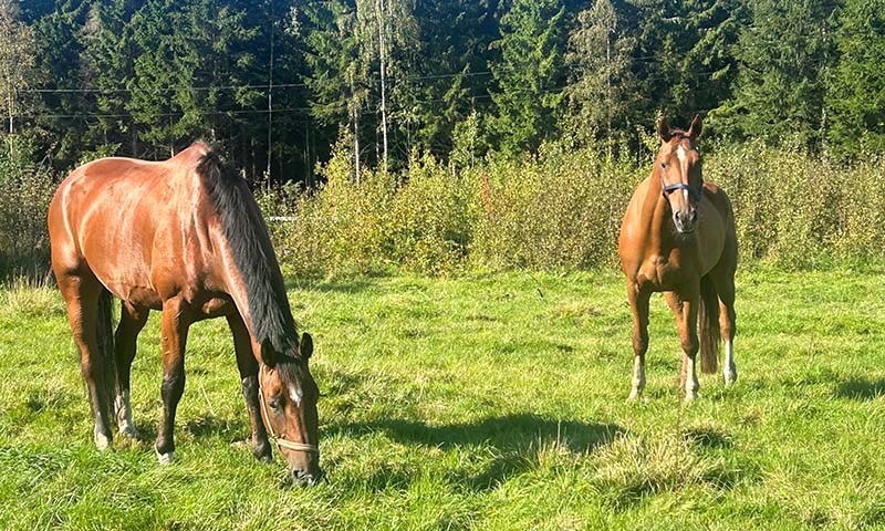 Hester som beiter ute på sommeren