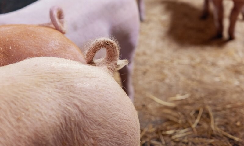 Format Slaktegrismodell – veien til bedre dekningsbidrag